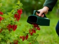 Ierīce ogu vākšanai BerryMaster