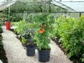 Tomatite pott Ø 39
