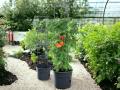Tomatite pott Ø 39