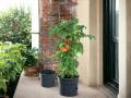 Tomatite pott Ø 39