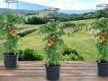 Tomatite pott Ø 39