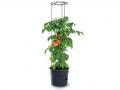 Tomatite pott Ø 39