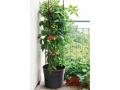 Tomatite pott Ø 39