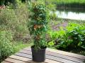 Tomatite pott Ø 39