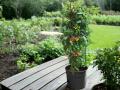 Tomatite pott Ø 39
