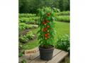 Tomatite pott Ø 39