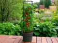 Tomatite pott Ø 39