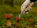 Mushroom knife with brush