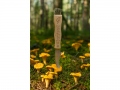Mushroom knife with brush