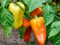 Paprika