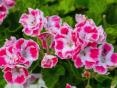 Pelargoniju ziemošana
