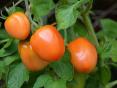 Padomi tomātu audzētājiem